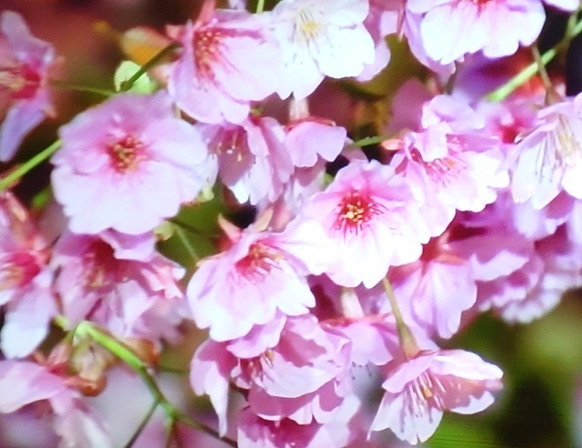 今日は|写メ日記|神田|鶯谷 人妻デリヘル ベニバナ