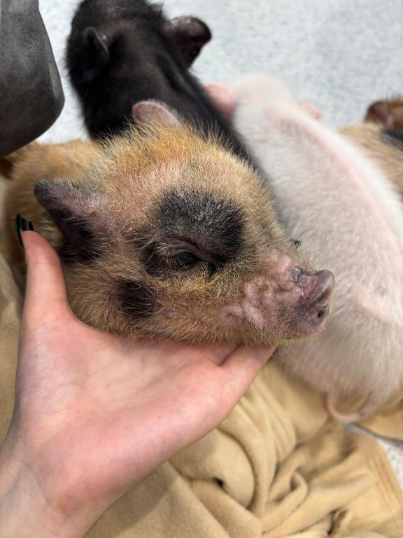 150分のお兄様｜写メ日記｜カヲル｜新宿 一般デリヘル とある風俗店やりすぎさーくる新宿大久保店