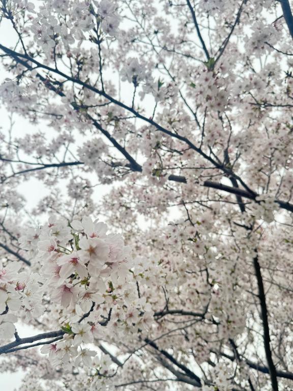 お久しぶりです｜写メ日記｜りつ｜新宿 一般デリヘル とある風俗店やりすぎさーくる新宿大久保店