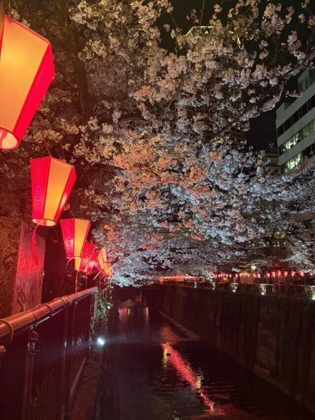ごめんなさい😢｜写メ日記｜ここあ｜新宿 一般デリヘル とある風俗店やりすぎさーくる新宿大久保店