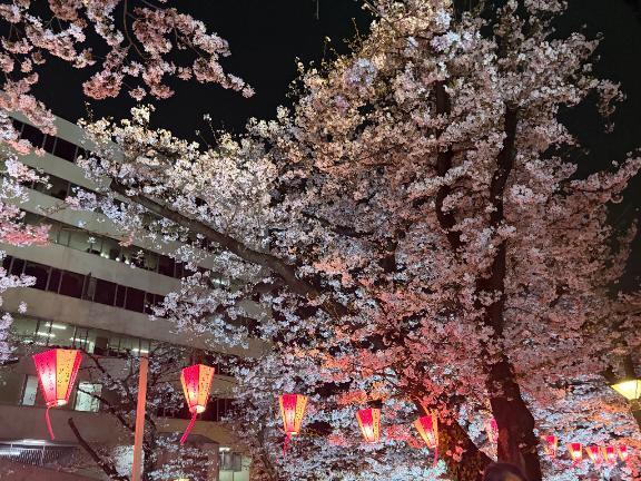 17時まで！｜写メ日記｜ここあ｜新宿 一般デリヘル とある風俗店やりすぎさーくる新宿大久保店