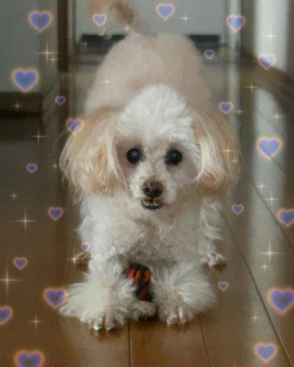 わんわん｜写メ日記｜さや｜新宿 一般デリヘル とある風俗店やりすぎさーくる新宿大久保店