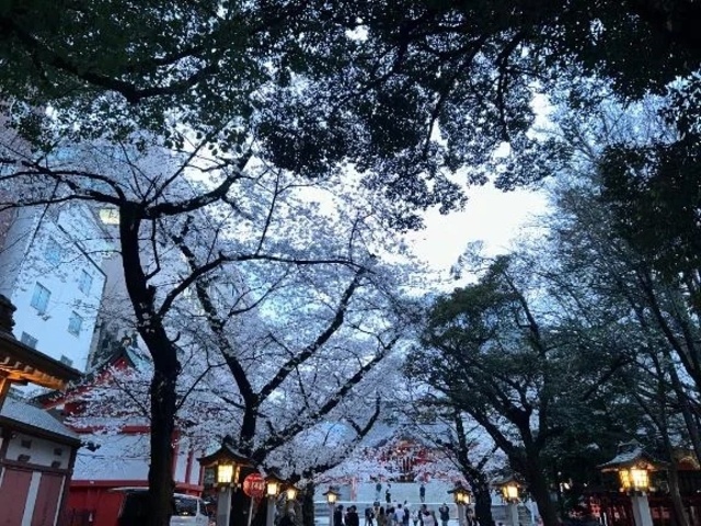 今日は🌸｜写メ日記｜よこはま｜新宿 一般デリヘル とある風俗店やりすぎさーくる新宿大久保店