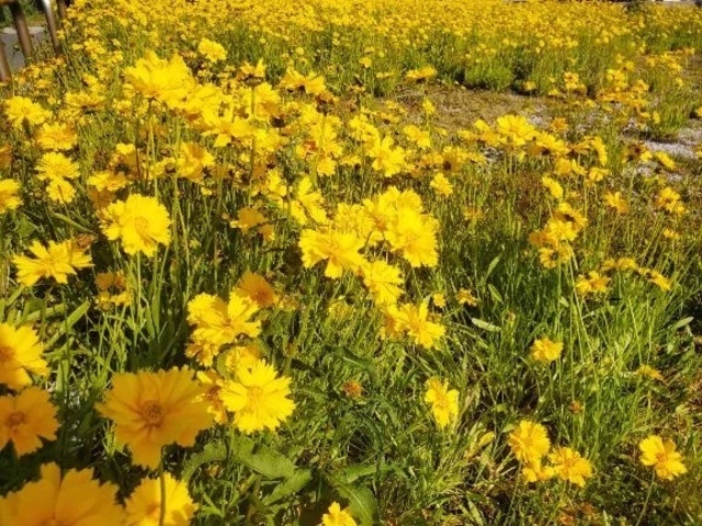 💐5月の出勤予定💐