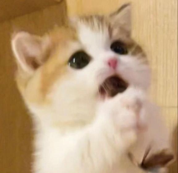 🎀今日はおしまい🎀｜写メ日記｜ねこ｜新宿 一般デリヘル とある風俗店やりすぎさーくる新宿大久保店