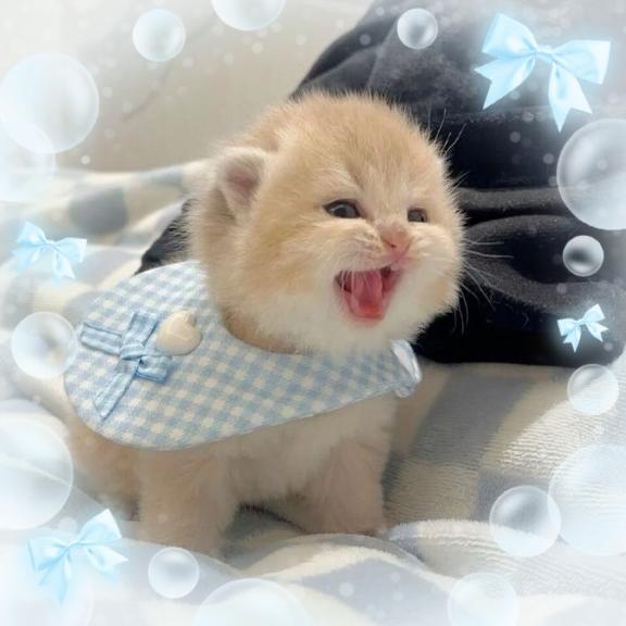 💌💭本日もありがとうございました💌💭｜写メ日記｜ねこ｜新宿 一般デリヘル とある風俗店やりすぎさーくる新宿大久保店