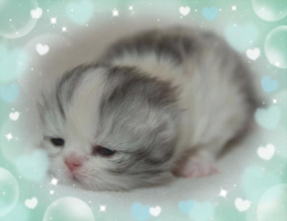 🩵本日もありがとうございました🩵｜写メ日記｜ねこ｜新宿 一般デリヘル とある風俗店やりすぎさーくる新宿大久保店