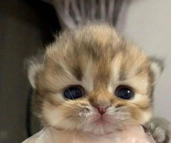 💗お礼💌💗｜写メ日記｜ねこ｜新宿 一般デリヘル とある風俗店やりすぎさーくる新宿大久保店