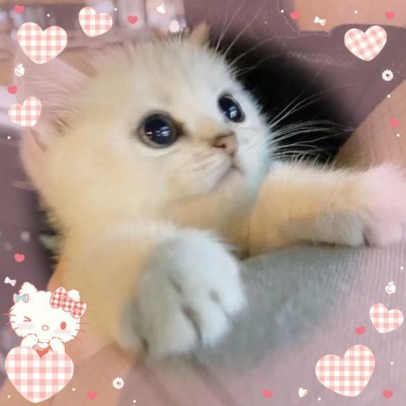 🩷もっと見て🩷｜写メ日記｜ねこ｜新宿 一般デリヘル とある風俗店やりすぎさーくる新宿大久保店