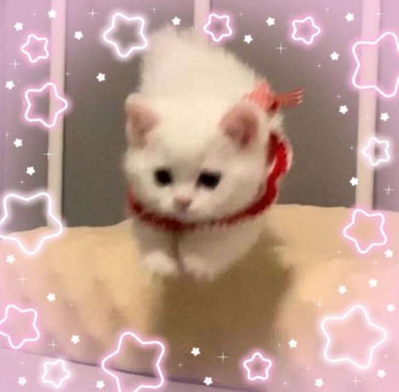 💕︎スーパーおねだりたいむ💕︎｜写メ日記｜ねこ｜新宿 一般デリヘル とある風俗店やりすぎさーくる新宿大久保店