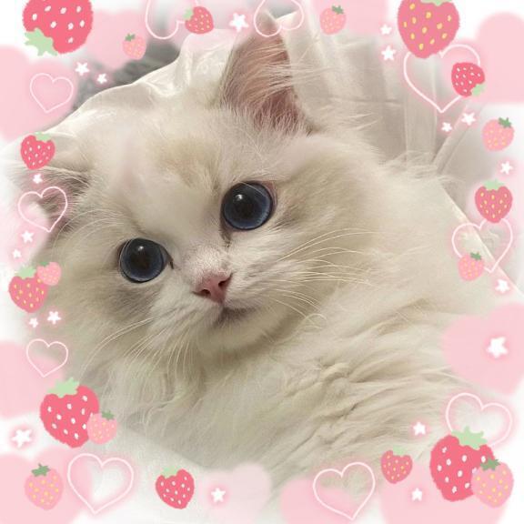 💌お礼💌｜写メ日記｜ねこ｜新宿 一般デリヘル とある風俗店やりすぎさーくる新宿大久保店