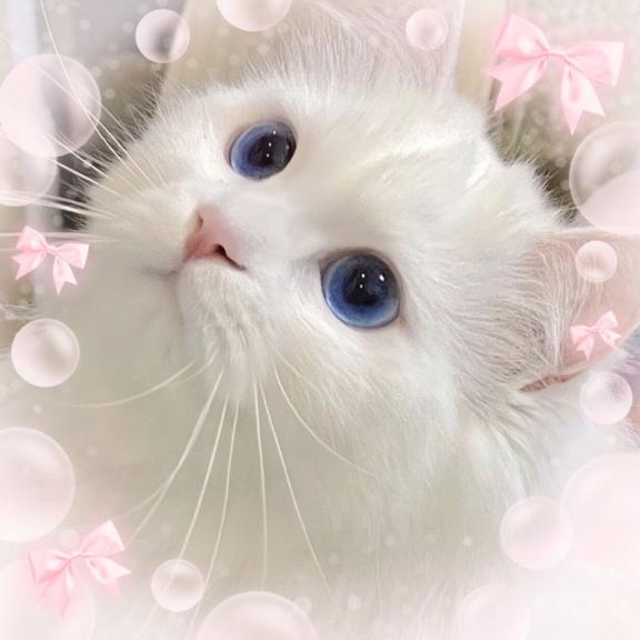 🩷にゃんにゃん🩷｜写メ日記｜ねこ｜新宿 一般デリヘル とある風俗店やりすぎさーくる新宿大久保店