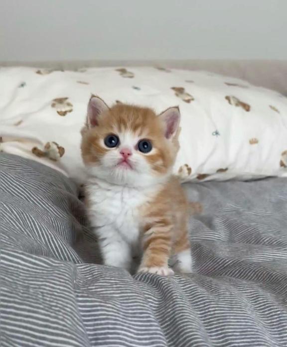 今週平日も出勤する｜写メ日記｜ねこ｜新宿 一般デリヘル とある風俗店やりすぎさーくる新宿大久保店