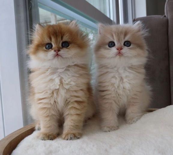 お知らせ⋆⋆｜写メ日記｜ねこ｜新宿 一般デリヘル とある風俗店やりすぎさーくる新宿大久保店