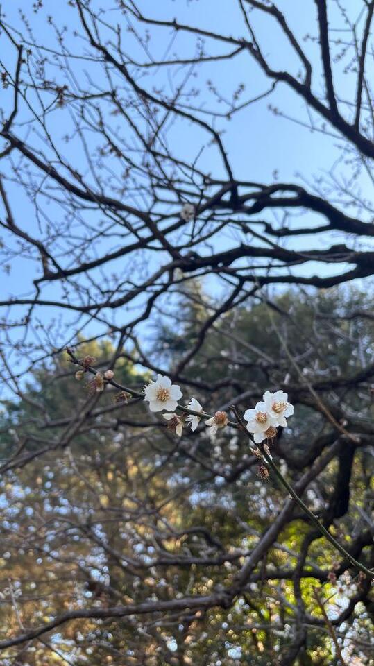 おひさびさ｜写メ日記｜うた｜新宿 一般デリヘル とある風俗店やりすぎさーくる新宿大久保店