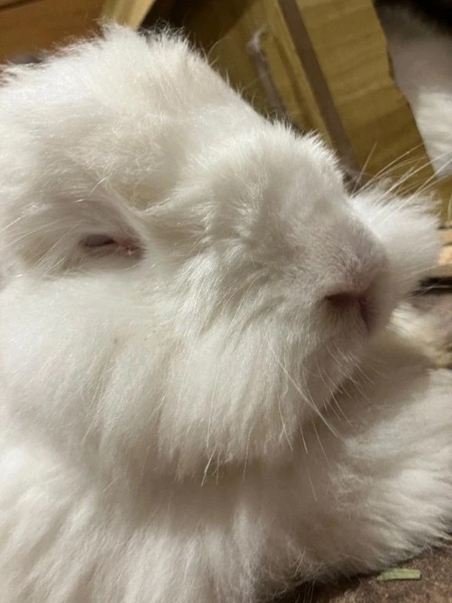 捕まえるまでもう一戦