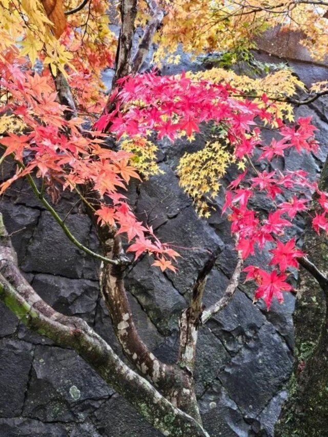 新年あけましておめでとうございます