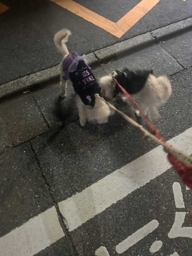 出勤してますᴗ  ̫ ᴗ｜写メ日記｜まこ｜品川・五反田 ぽっちゃりデリヘル ぷよステーション 品川店