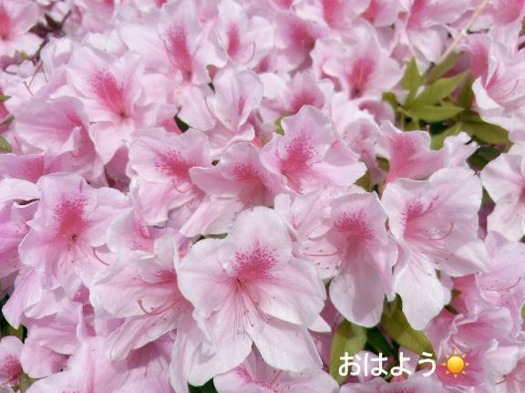 おはよ！｜写メ日記｜さやか｜錦糸町・小岩・葛西 ホテヘル CLASSY東京・錦糸町