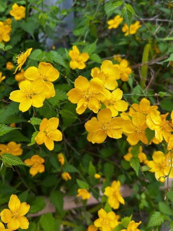 気品崇高金運｜写メ日記｜さや｜新宿 一般デリヘル ナイトヴィーナス