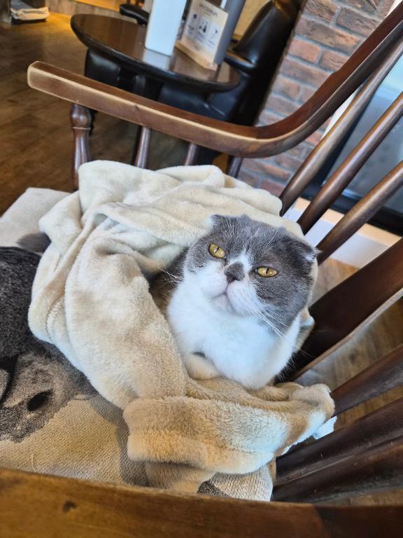 ぶちゃいく猫ちゃん