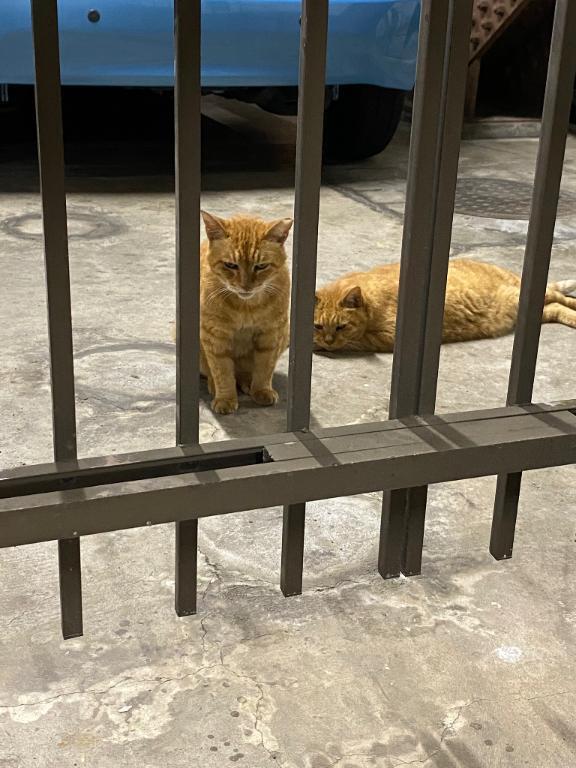 23時半から｜写メ日記｜AN｜鶯谷 一般デリヘル さくらん東京
