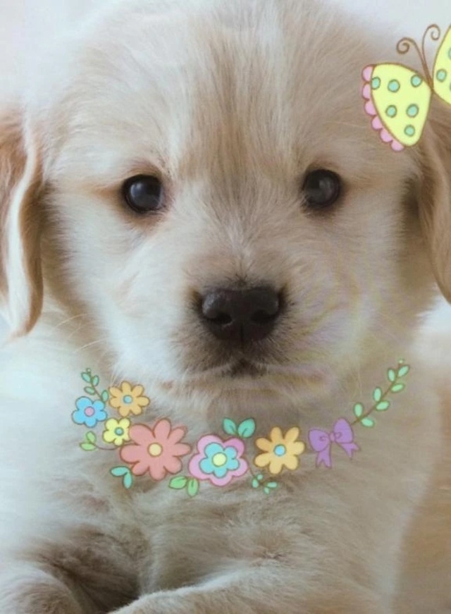 こんばんは！｜写メ日記｜すみれ｜品川・五反田 人妻デリヘル 奥様鉄道69 東京店