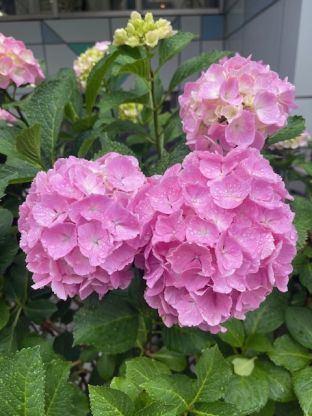 初めまして｜写メ日記｜あみか｜品川・五反田 人妻デリヘル 奥様鉄道69 東京店