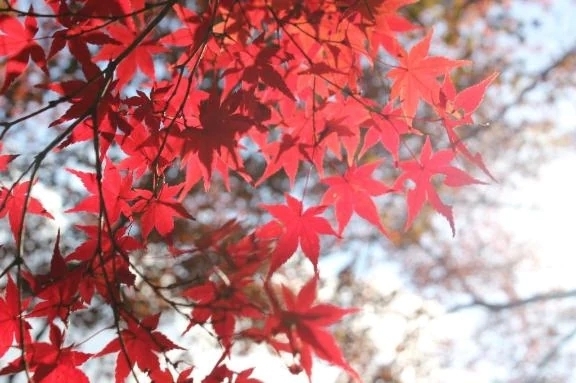 久しぶりの出勤です｜写メ日記｜れいこ｜品川・五反田 人妻デリヘル 奥様鉄道69 東京店
