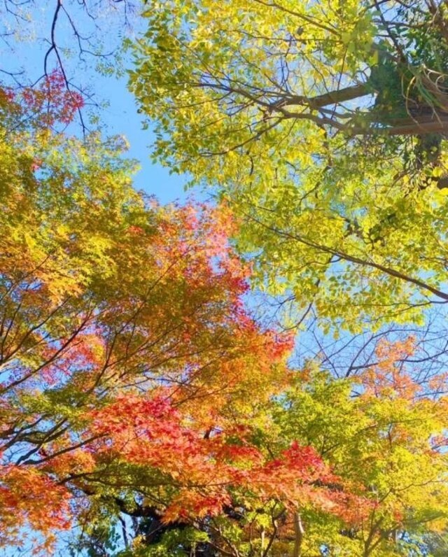 おはようございます❄️｜写メ日記｜ことね｜品川・五反田 人妻デリヘル 奥様鉄道69 東京店