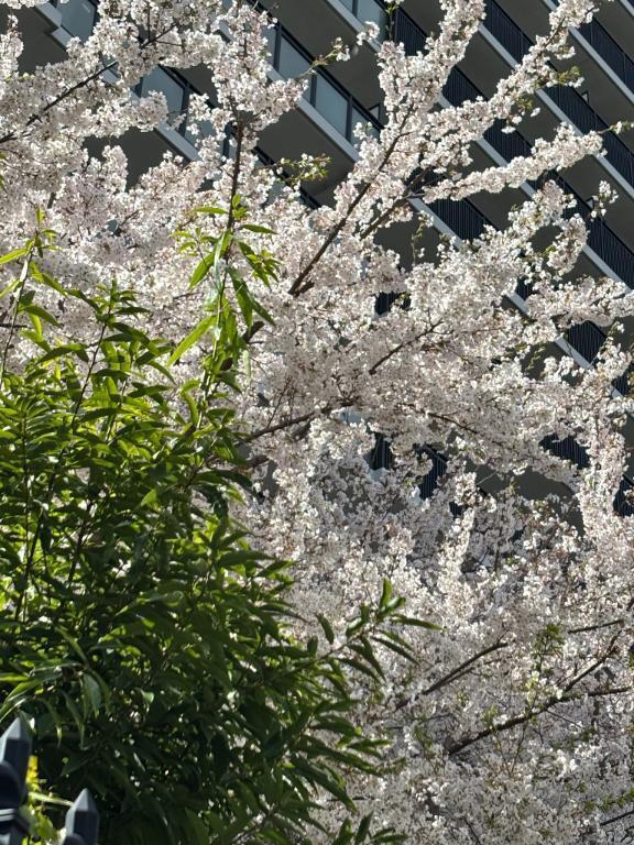 急遽｜写メ日記｜りか｜立川・八王子・三多摩 人妻デリヘル OneMore奥様　立川店