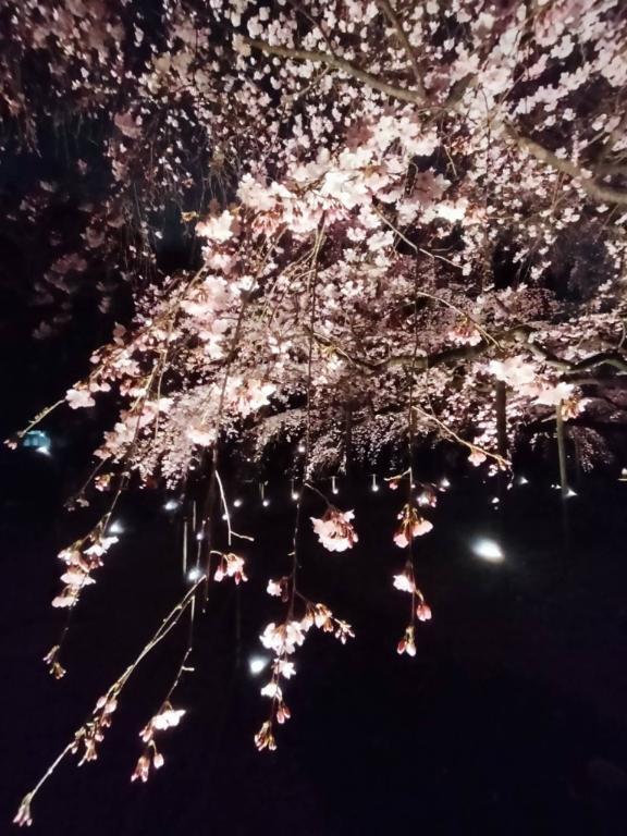 夜桜🌸｜写メ日記｜こずえ｜立川・八王子・三多摩 人妻デリヘル OneMore奥様　立川店