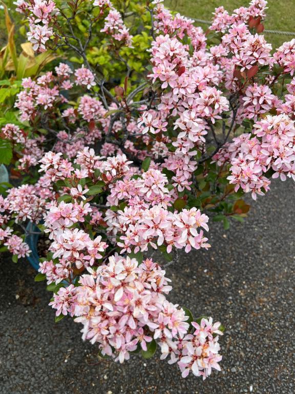 ☔️｜写メ日記｜みく｜池袋 人妻デリヘル 池袋人妻城