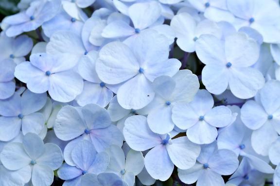 お休み頂いていました。｜写メ日記｜かぐら｜池袋 人妻デリヘル 池袋人妻城