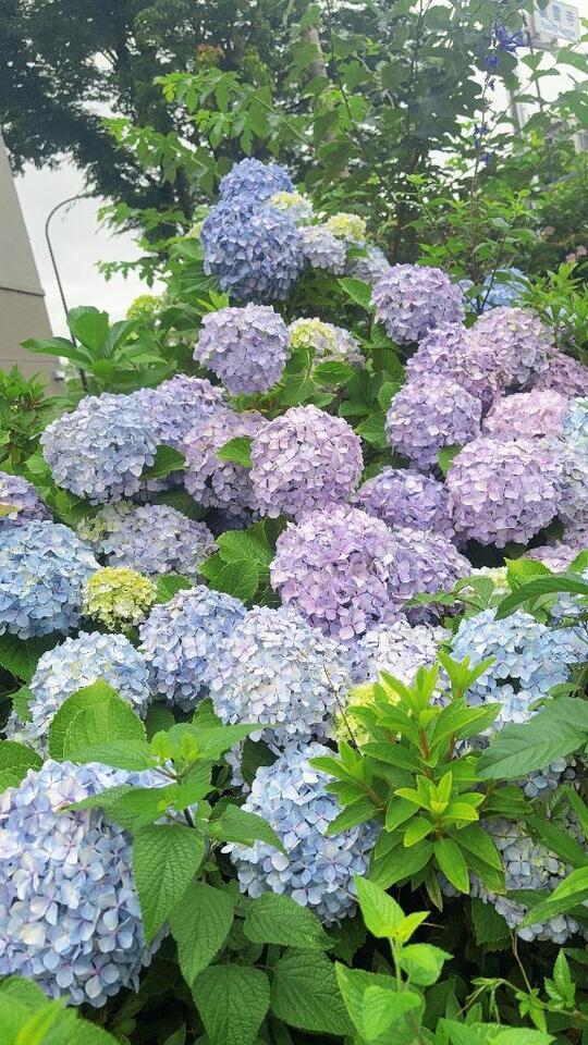 出勤しました♡｜写メ日記｜きょうか｜池袋 人妻デリヘル 池袋人妻城