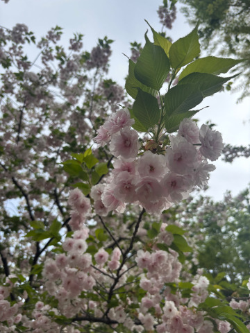 ピクニック🧺｜写メ日記｜ゆずは｜池袋 人妻デリヘル 池袋人妻城