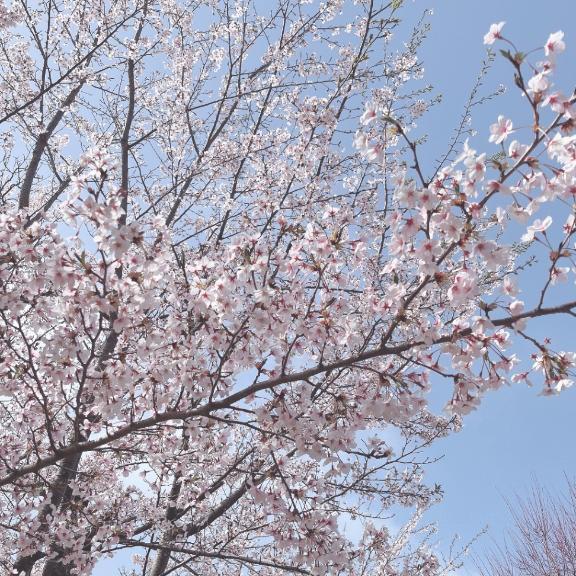 ご無沙汰してました😭｜写メ日記｜みらい｜池袋 人妻デリヘル 池袋人妻城
