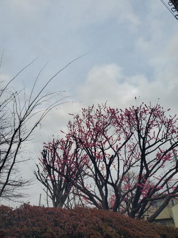 本日おやすみです🙏｜写メ日記｜めぐみ｜池袋 人妻デリヘル 池袋人妻城