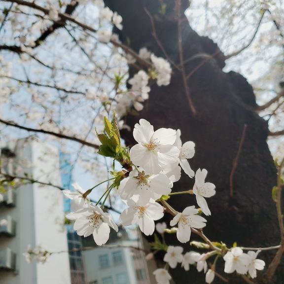出勤ヾ(*´∀｀*)ノ｜写メ日記｜めぐみ｜池袋 人妻デリヘル 池袋人妻城