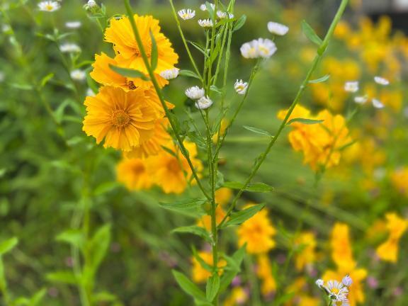 出勤です🌼✨｜写メ日記｜ことね｜池袋 人妻デリヘル 池袋人妻城