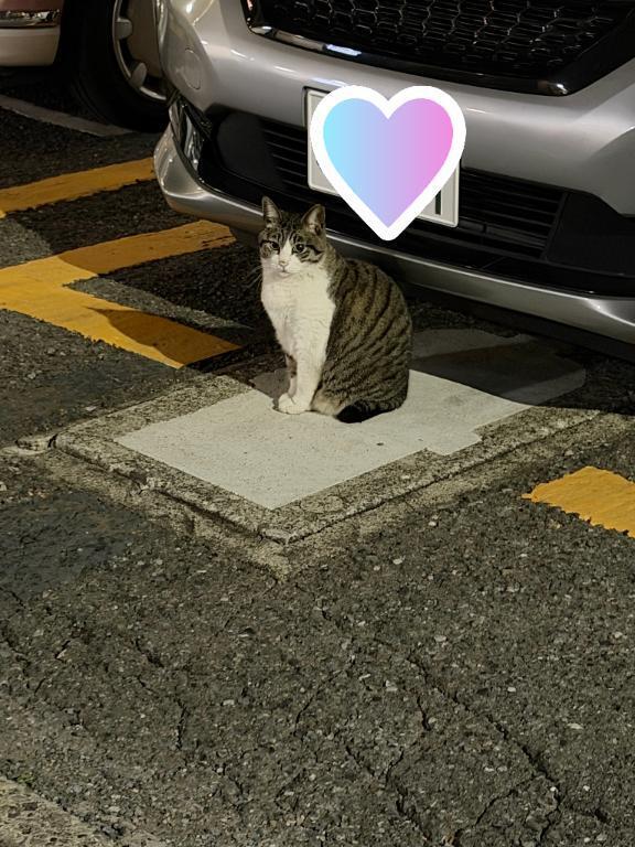 にゃんだふる｜写メ日記｜きよか｜池袋 人妻デリヘル 池袋人妻城