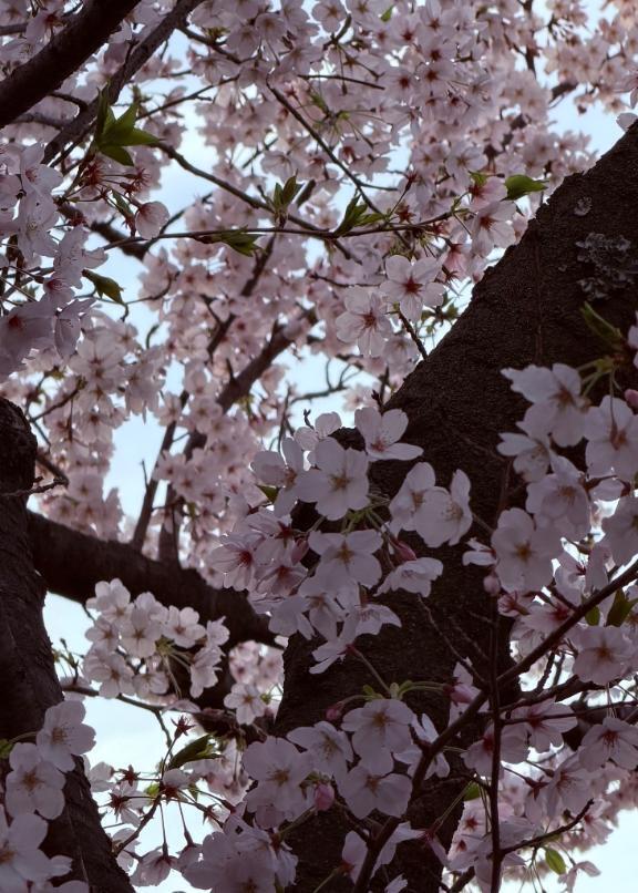 🌸｜写メ日記｜なみ｜池袋 人妻デリヘル 池袋人妻城
