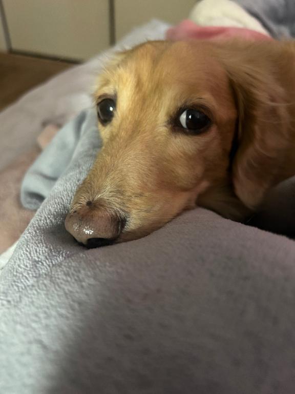 ごめんなさい。｜写メ日記｜あすか｜池袋 人妻デリヘル 池袋人妻城