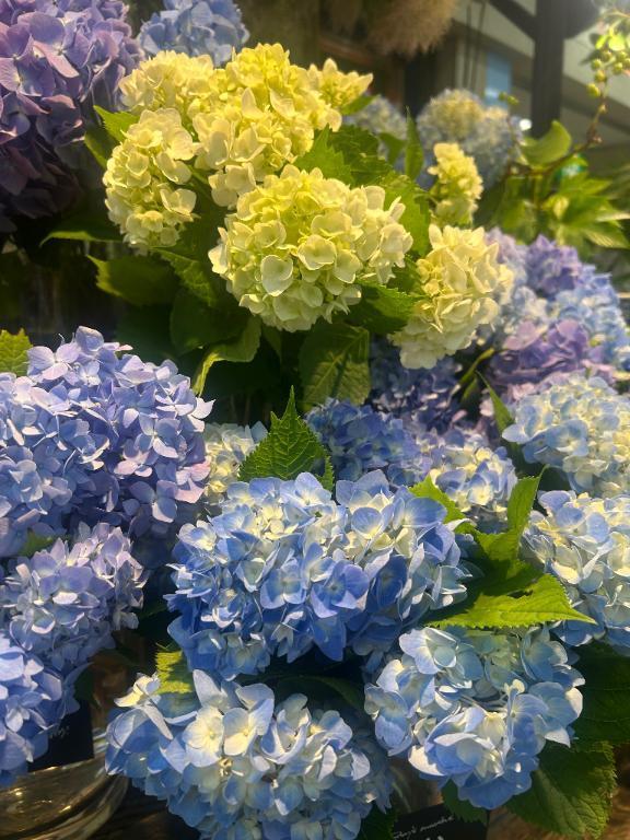 あじさいがスキな理由|写メ日記|みなと|池袋 人妻デリヘル 池袋人妻城