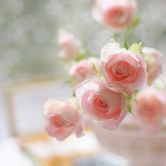 スケジュール♡｜写メ日記｜ゆりあ｜渋谷 人妻デリヘル 渋谷　蘭の会