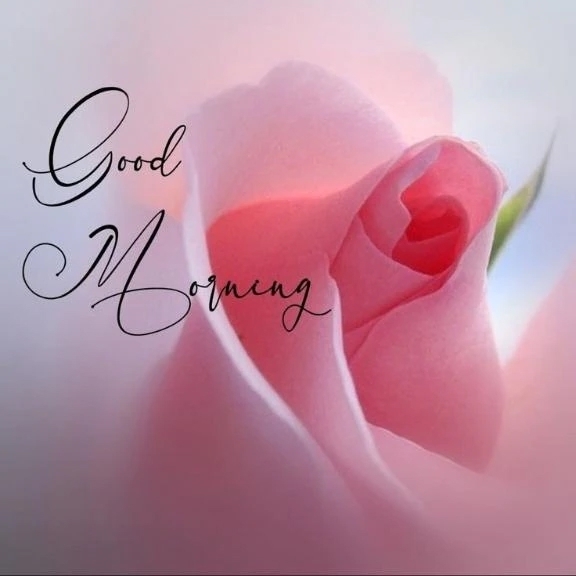 本日出勤です♡｜写メ日記｜ゆりあ｜渋谷 人妻デリヘル 渋谷　蘭の会