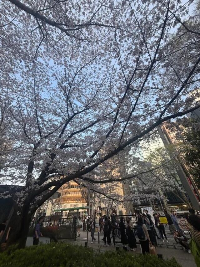 4月スケジュール♩｜写メ日記｜光(ひかり)｜渋谷 人妻デリヘル 渋谷　蘭の会