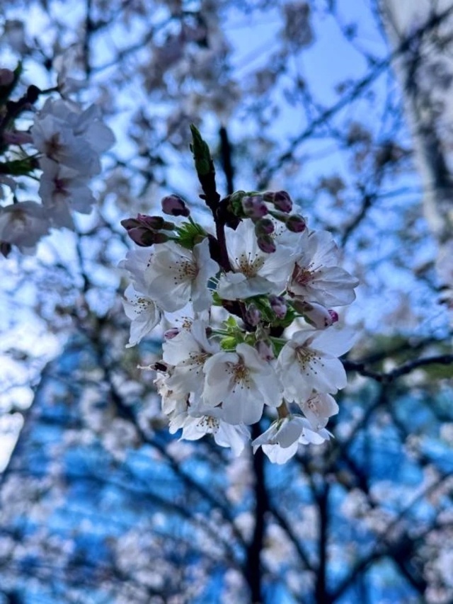 お礼♡｜写メ日記｜みすず｜渋谷 人妻デリヘル 渋谷　蘭の会