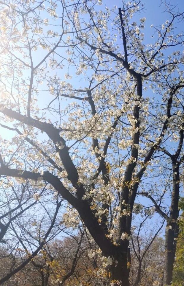 🌸青空ですね🌸