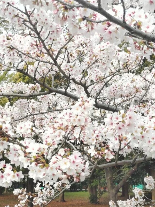 今月もありがとうございました🍬｜写メ日記｜あめ｜渋谷 人妻デリヘル 渋谷　蘭の会